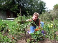 Урожай томатов своими руками