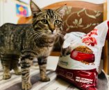 �������� �������� ��� ����